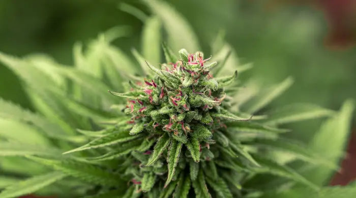 CBD buds - Komplet guide