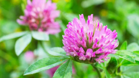 4 Naturlige midler mod overgangsalderen