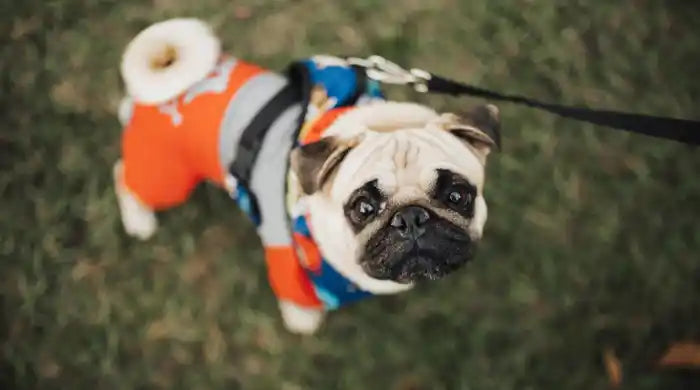 Hvorfor ryster min hund? Årsager og løsninger
