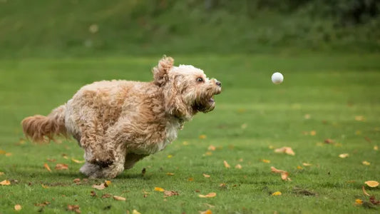 Hunde med gigt og udfordringer med mobiliteten