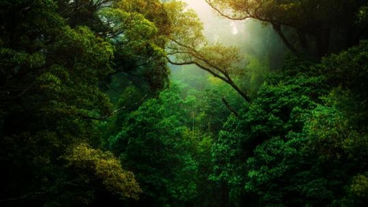 Hvad er endocannabinoid-systemet?