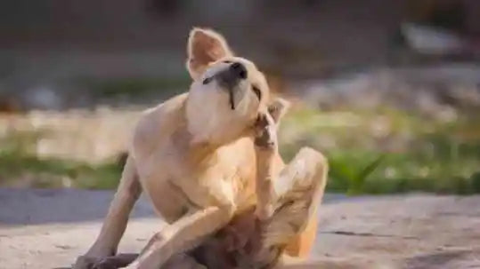 Skæl hos hunde