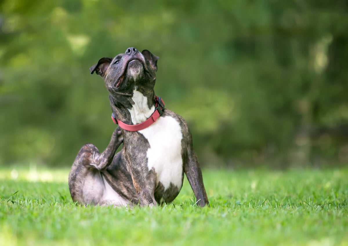 Hudproblemer hos hunde