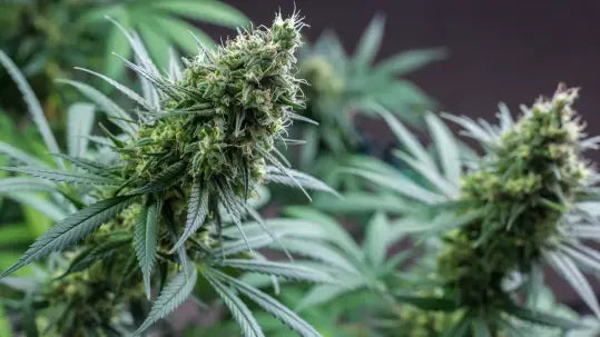 Liposomal vs. micellar CBD: Hvad er forskellen?