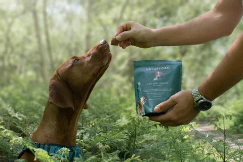 Hvordan beroliger man en reaktiv hund?