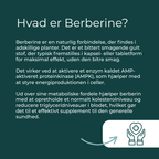 hvad er Berberine?