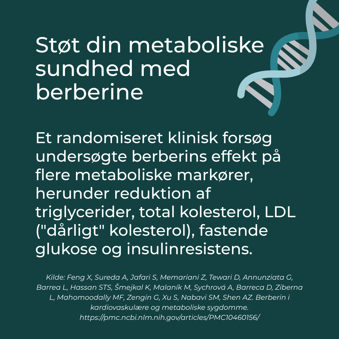 berberine og metaboliske sundhed