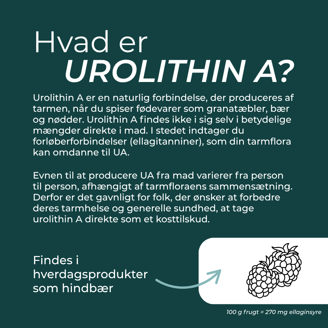Hvad er Urolithin A