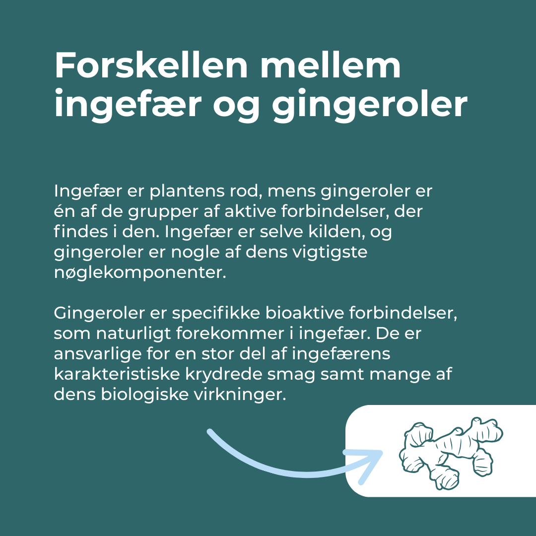 Økologisk ingefær piller | 500 mg pr. kapsel | Naturecan – Naturecan DK