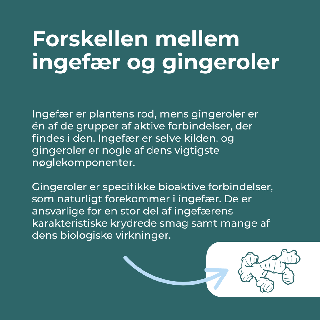 ingefær og gingeroler