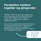 ingefær og gingeroler