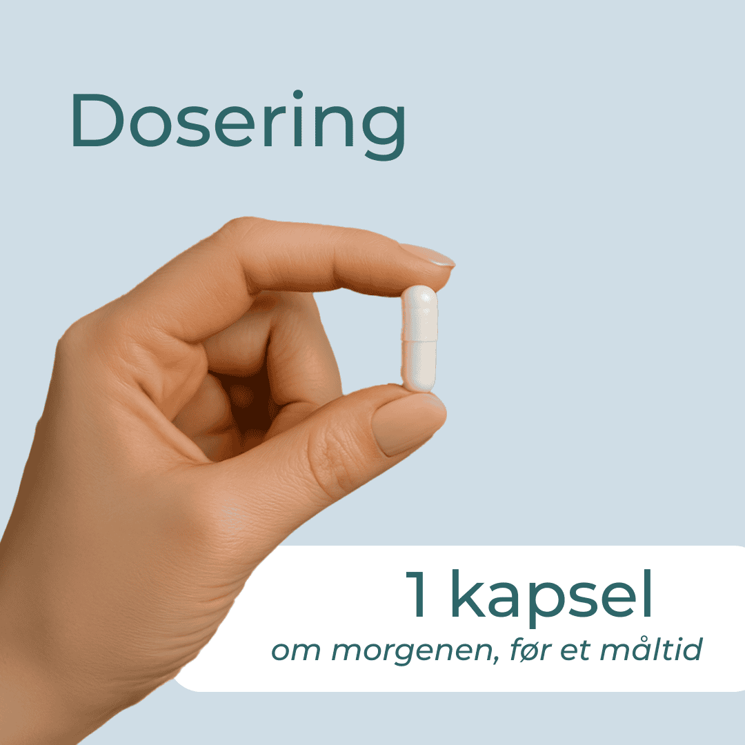 ingefær piller dosering