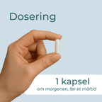 ingefær piller dosering