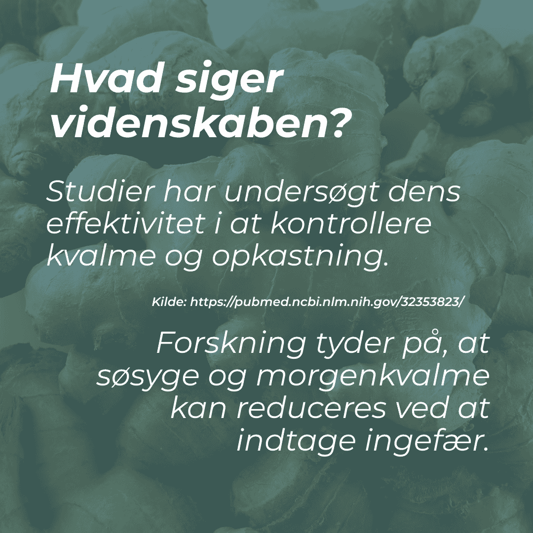 videnskaben om ingefær