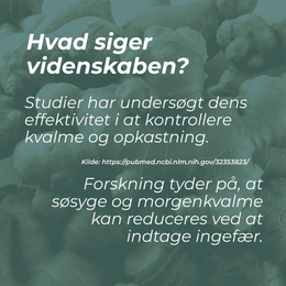 videnskaben om ingefær