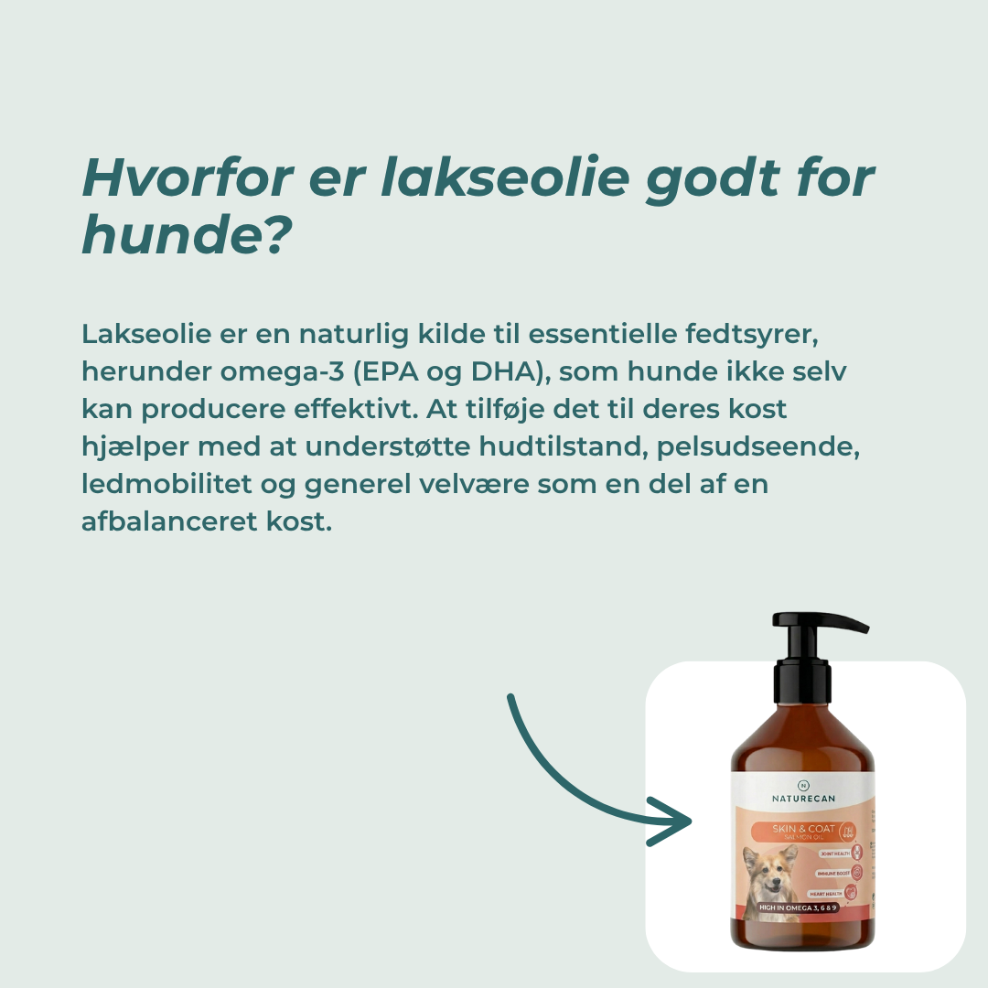 hvorfor er lakseolie godt for hunde