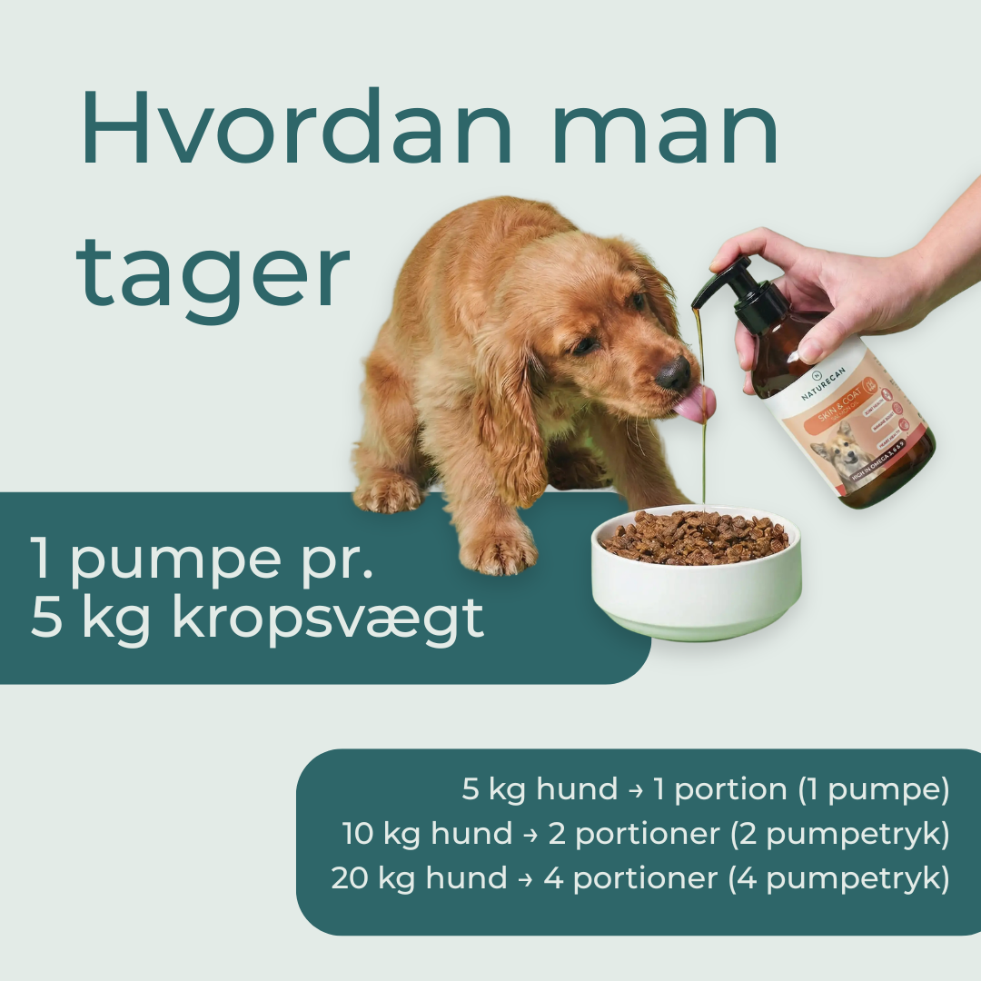hvordan man tager lakseolie for hunde