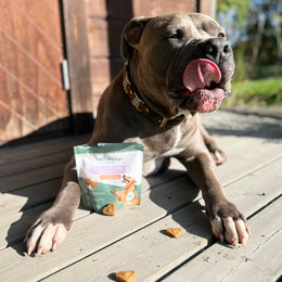 cbd hund dosering