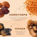 cordyceps