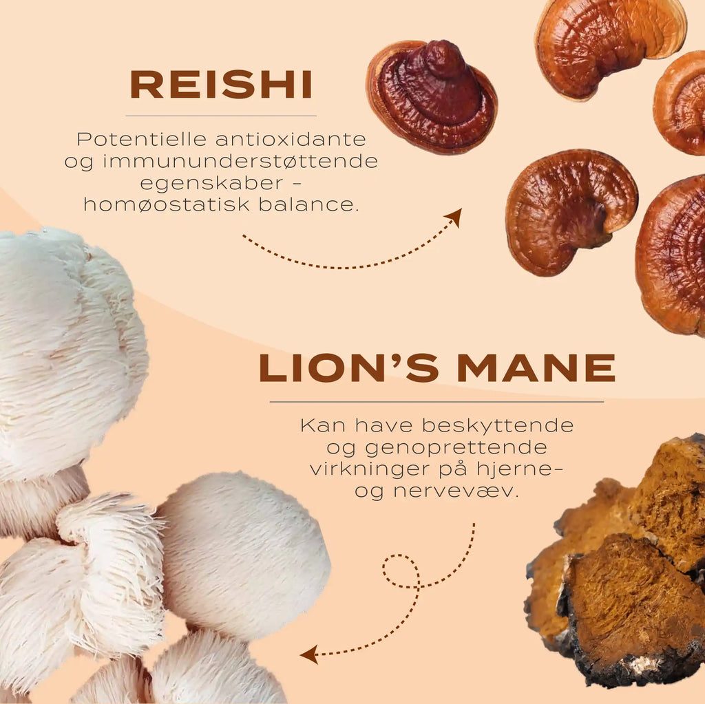 lions mane, reishi