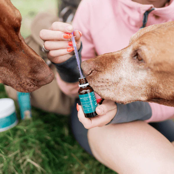 CBD olie til hunde og hvordan den gives